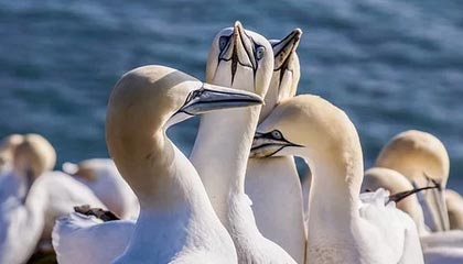 开云权威入口-北美排名赛：战队实力对比谁更强，北美是什么赛区