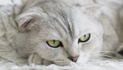 开云权威入口-北美排名赛：战队实力对比谁更强，北美是什么赛区