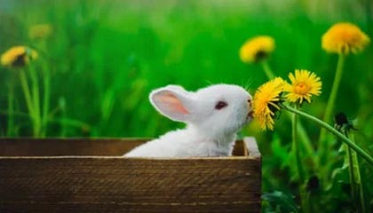 开云权威入口-北美排名赛：战队实力对比谁更强，北美是什么赛区